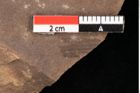 Foto (Detailansicht) von Sparganium acheronticum Unger (NHMW-GEO-2024-0188-0441)